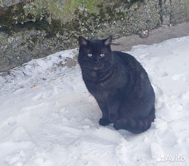 Отдам молодого котика