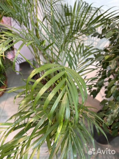 Пальма хамедорея, дипсис, ховея