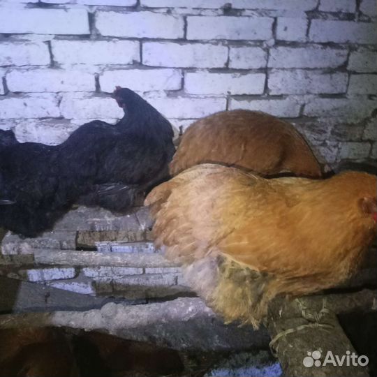 Инкубационное яйцо Орпингтон