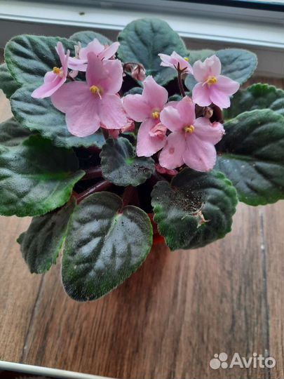 Фиалки, глоксиния продажа