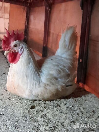 Петушки на мясо живым весом