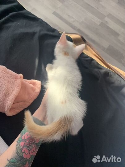 Кошка в дар бесплатно