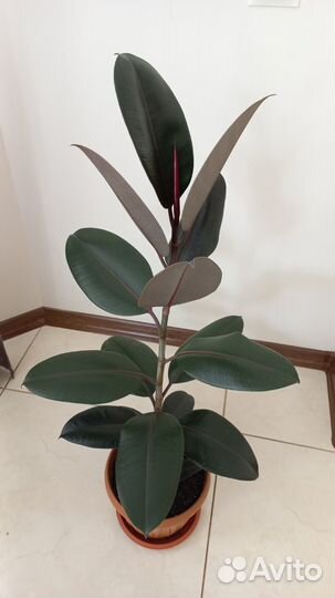 Фикус каучуконосный эластика
