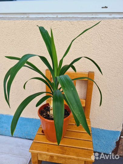 Пальмв Юкка (Слоновья нога)