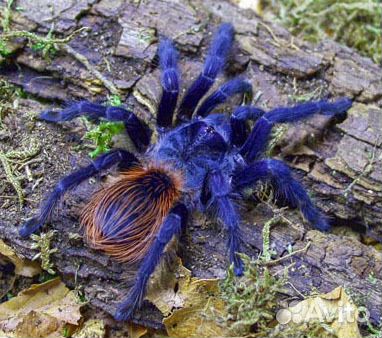 Пауки птицееды