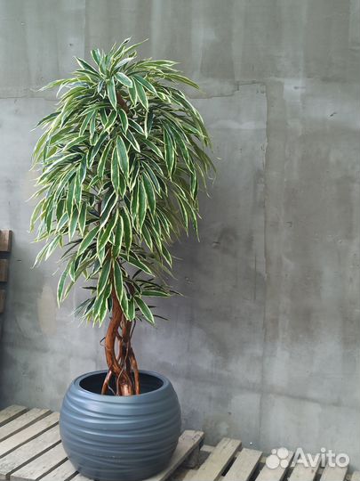 Искусственное дерево. Лонгифолия пестролистная