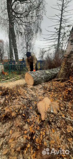 Спил, удаление, вырубка деревьев