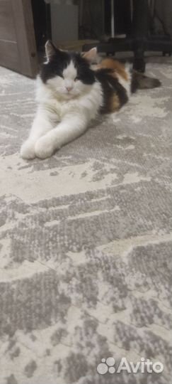 Кошка в дар бесплатно
