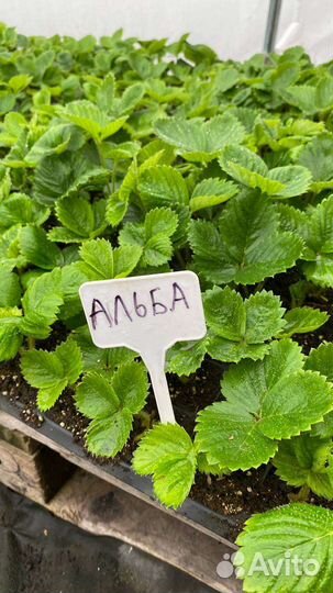 Рассада клубники