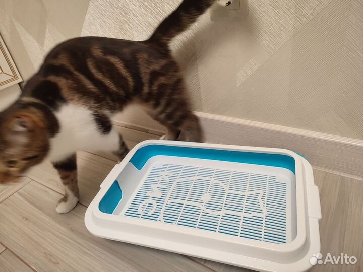 Лоток для кошек
