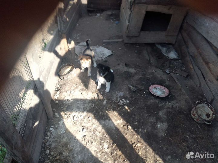 Щенки бесплатно