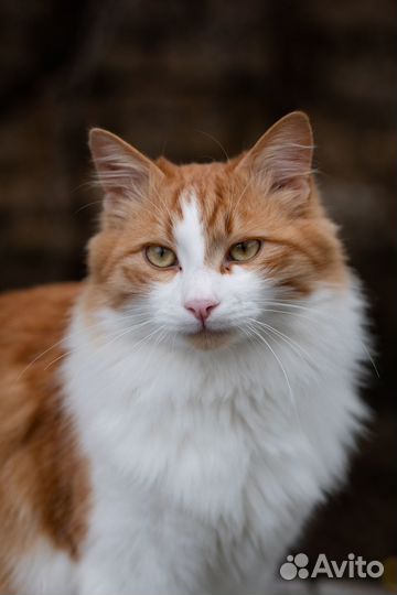 Котик ищет дом