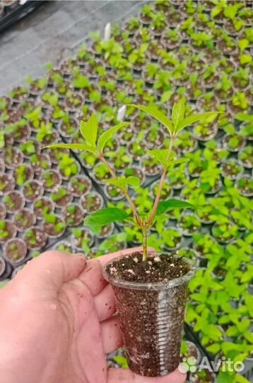 Укорененные черенки метельчатой гортензии