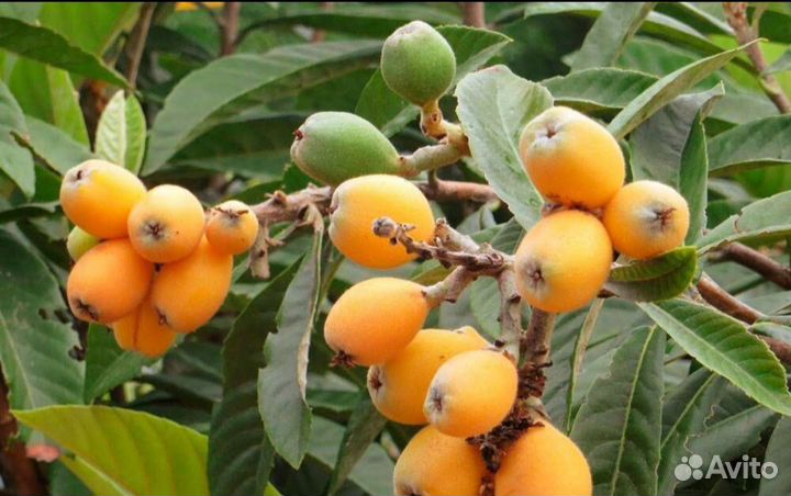 Саженцы мушмулы