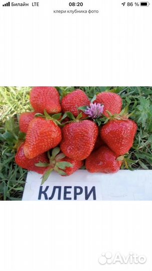 Клубника клери, азия,сирия