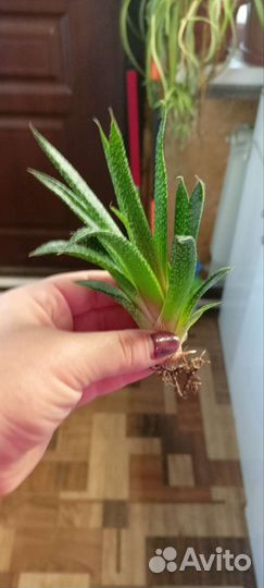 Суккуленты