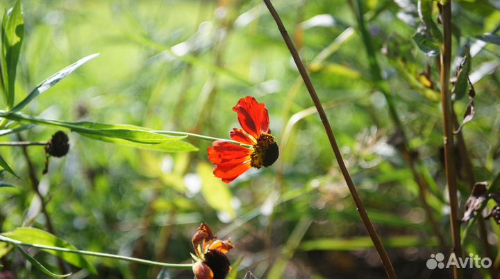 Объектив Olympus 38mm f:2.8 для m39