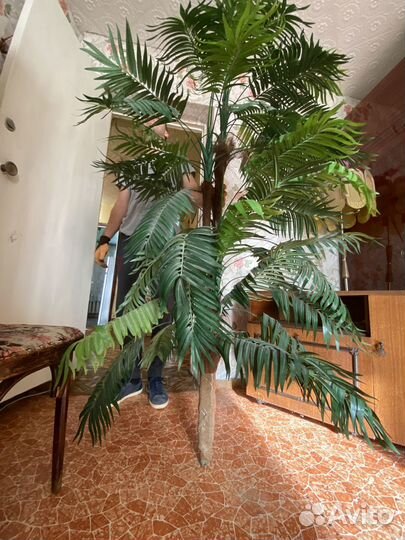 Пальма более 150 см