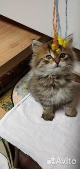 Котенок, отдам бесплатно в любящие, добрые руки