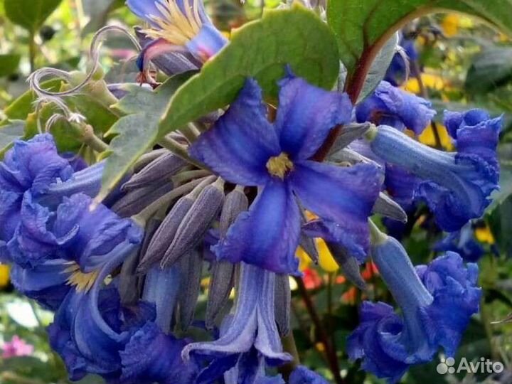 Вейгела, Рябинник