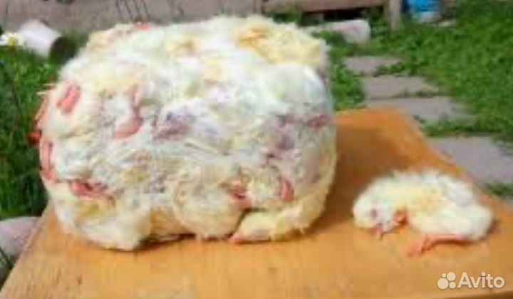 Суточные цыплята на корм животным