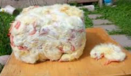 Суточные цыплята на корм животным