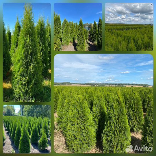 Туя Смарагд из питомника