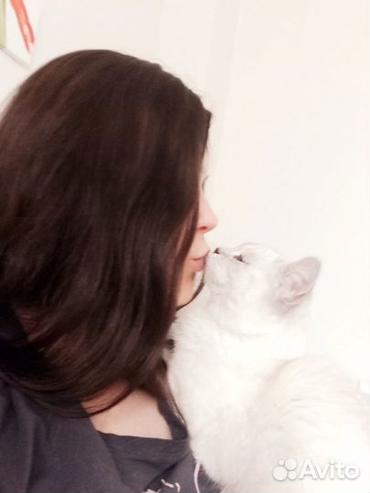 Котоняня с выездом на дом