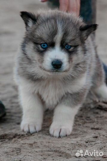 Щенки метисы хаски