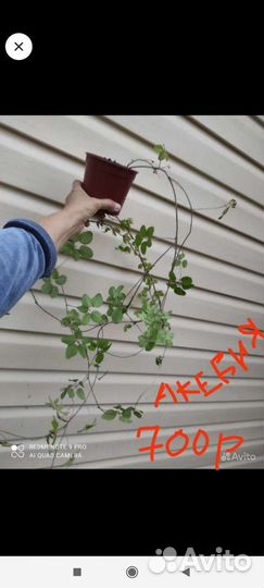 Кампсис укореняющийся -Акебия - лиана,жимолость