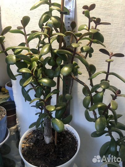 Крассула толстянка, толстянка хоббит