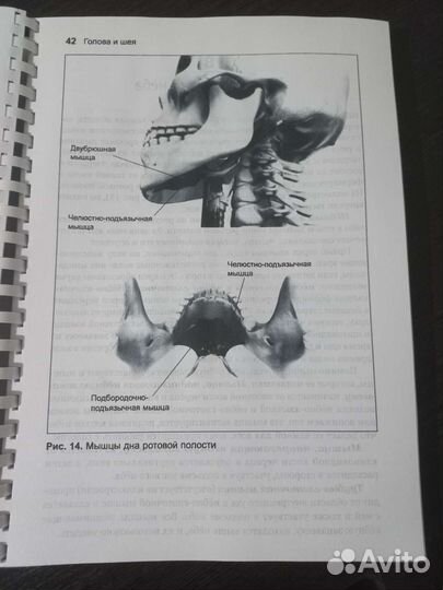 Анатомия тела в движении книга