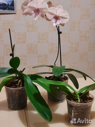 Набор орхидей