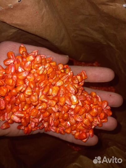 Семена Канадской кукурузы