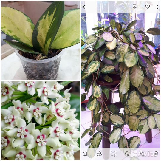 Хойя вариегатная, мандарин, алое,лимон