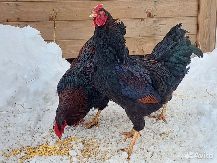 Инкубационное яйцо кур Барневельдер