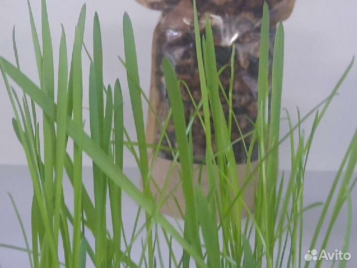 Лакомство для животных, трава пророщенная