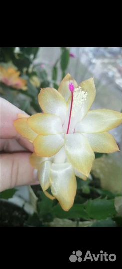 Сортовые шлюмбергеры