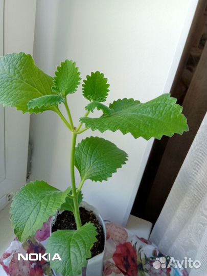 Плектрантус(комнатная мята)