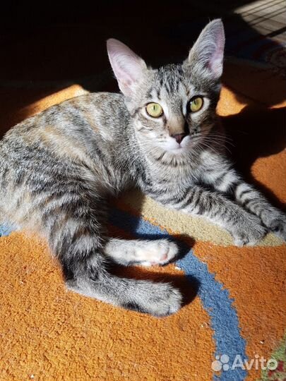 Котенок (кошка)