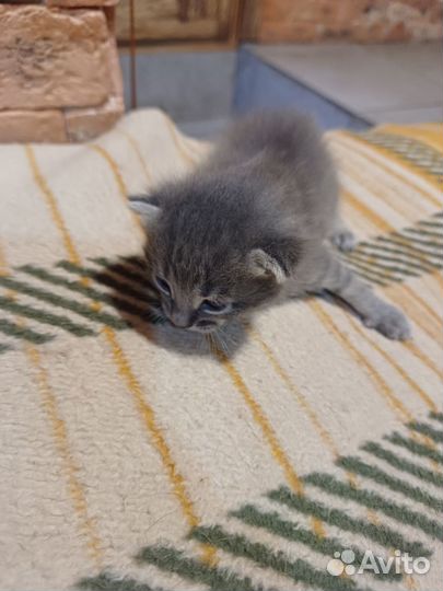 Котики в добрые руки