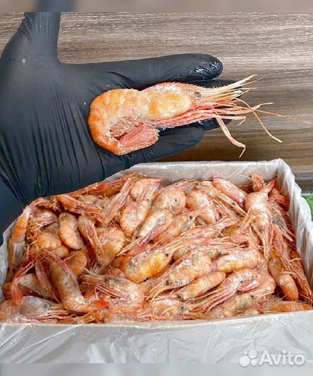 Креветка Северная