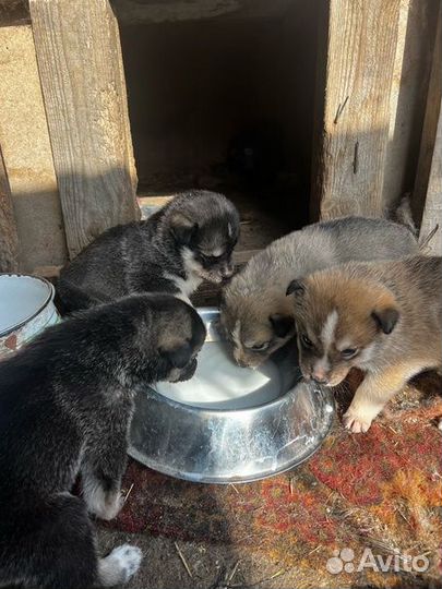 Щенки