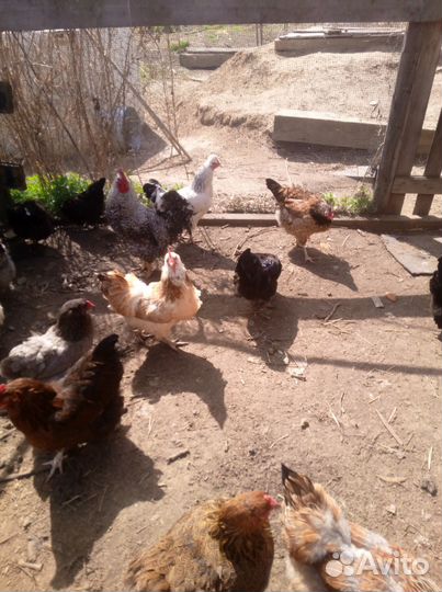 Инкубационное яйцо кур несушек