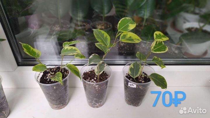 Фикус Бенджамина Голден Кинг