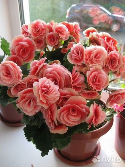 Бегония элатиор