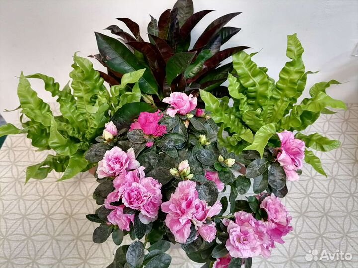 Азалия, Асплениум Криспи Вейв, Кротоны