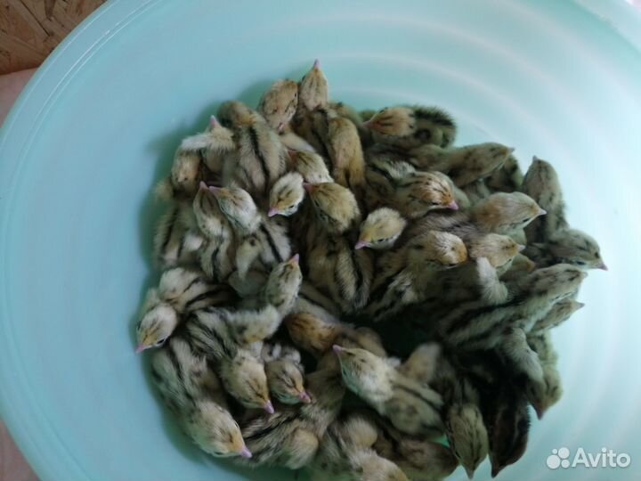 Перепела суточные