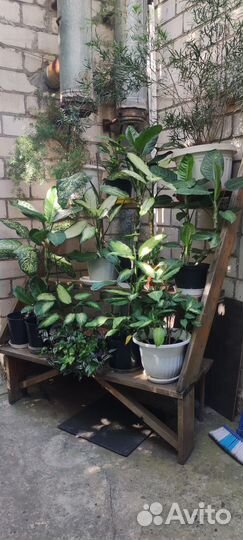 Комнатные растения цветы