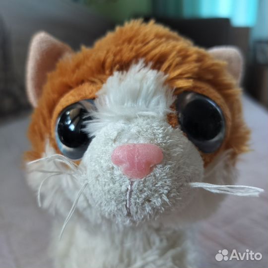 Котёнок Gulliver